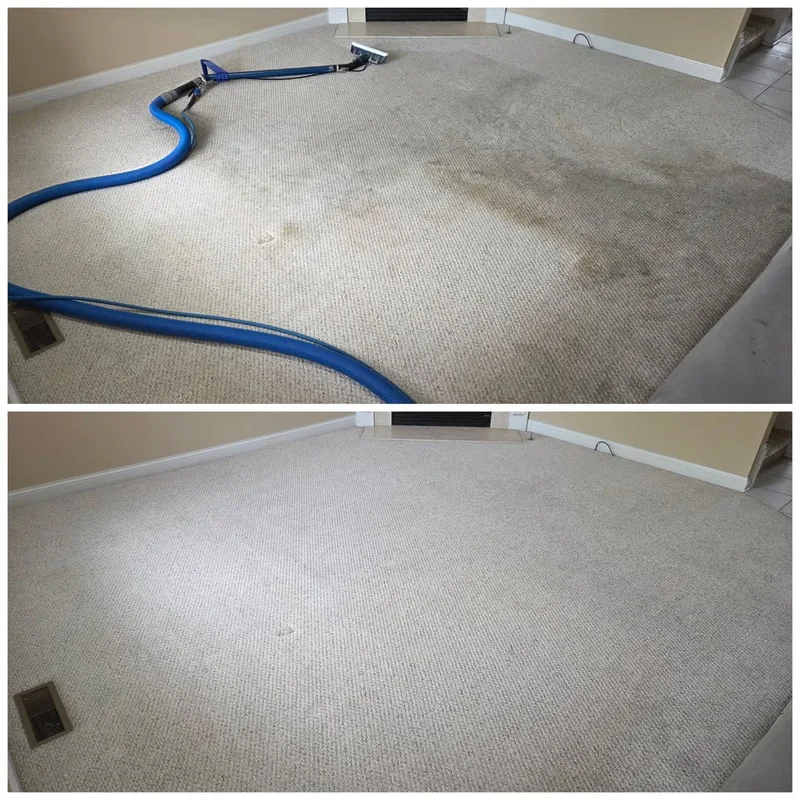 Living room carpet before and after pet stain treatment