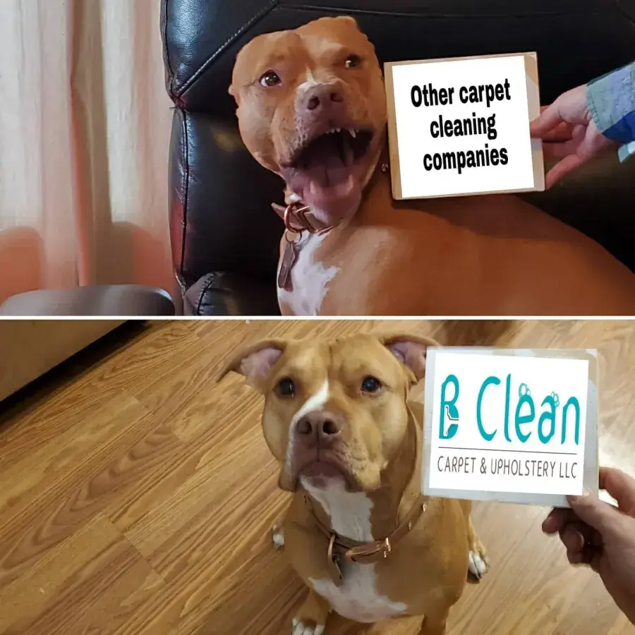 Funny B Clean ad, chaotic dog labeled 'other carpet cleaning companies' vs calm dog with B Clean logo